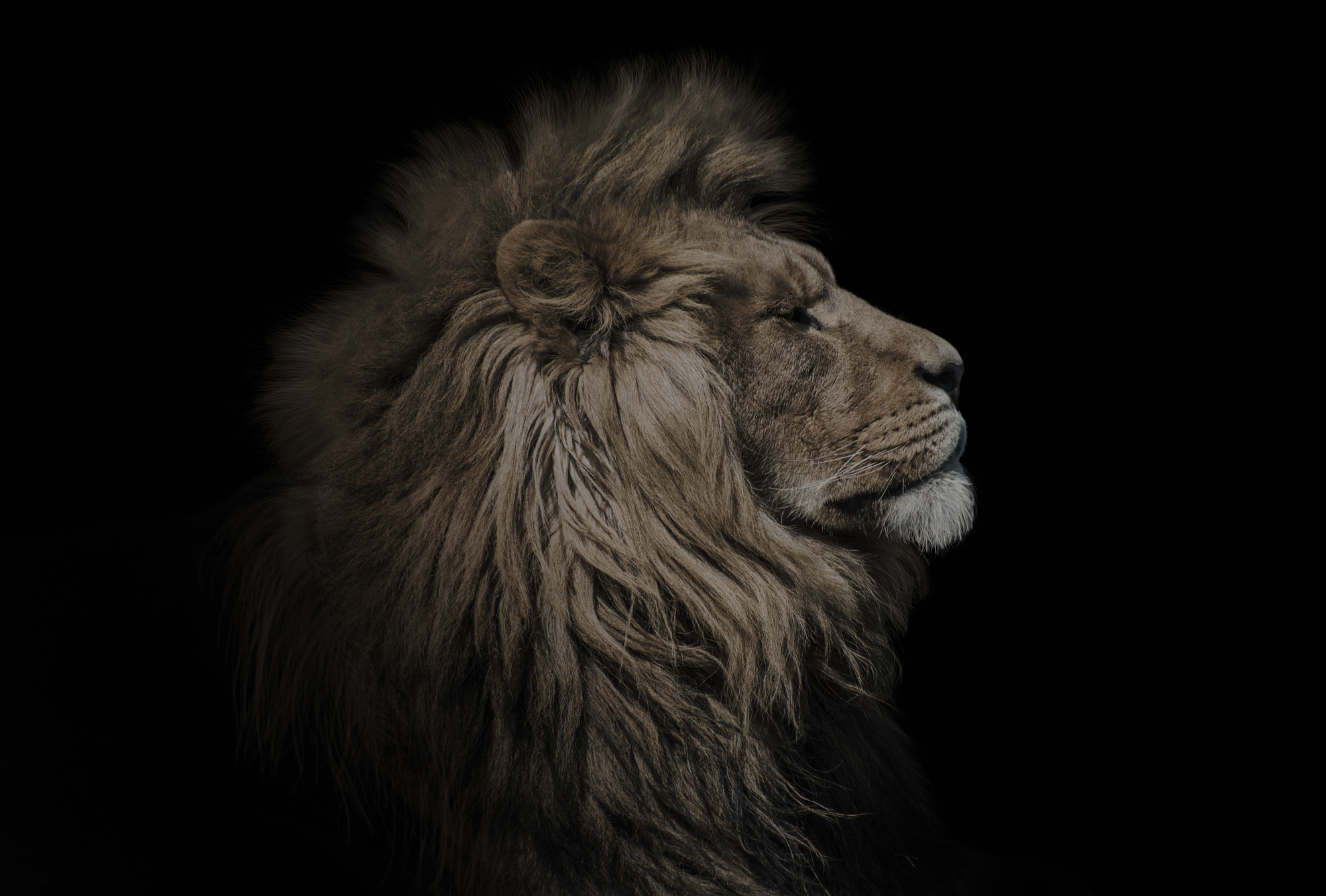 A lion